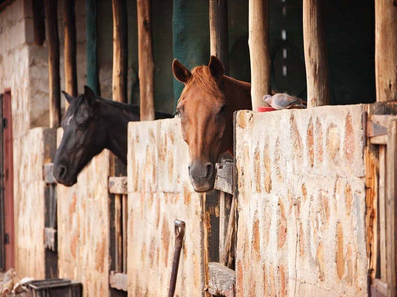 Human-Tested, Horse-Approved header