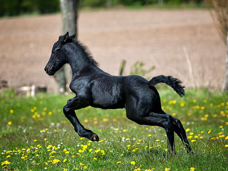 five_reasons_to_switch_to_natural_horse_care_header