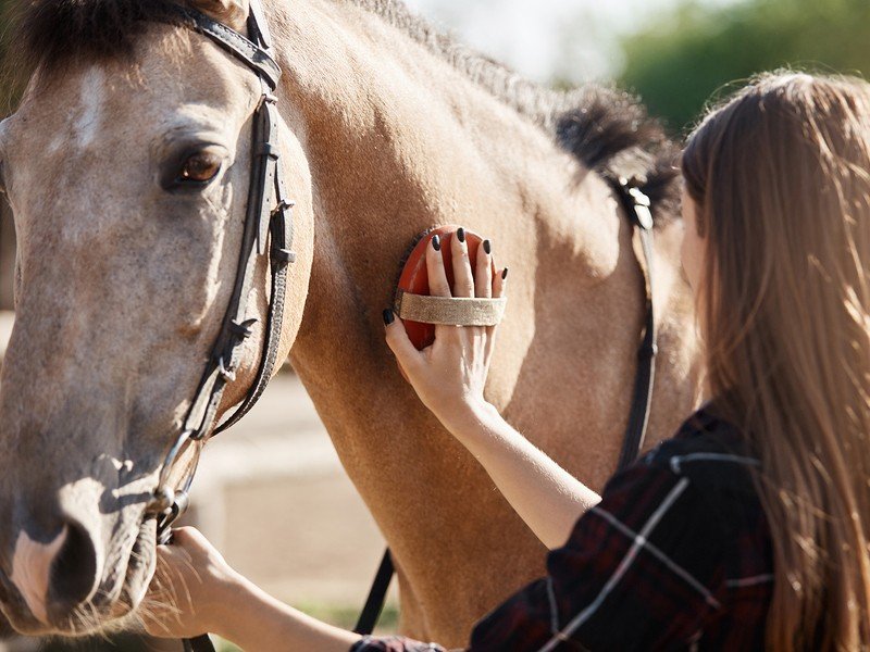 five reasons to switch to natural horse care header