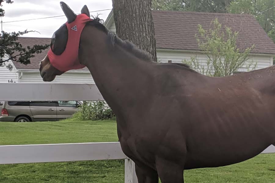 Ways To Protect The Skin Of Your Horse EquiSpa