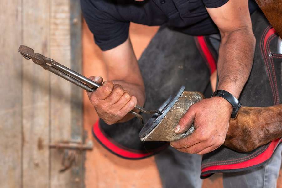Answering Questions About Horseshoes Everything You Wanted To Know